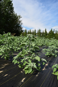 plantside