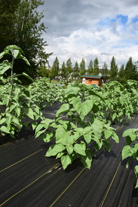 plantside