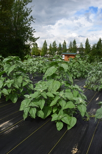 plantside