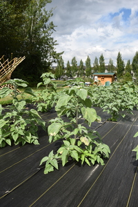 plantside