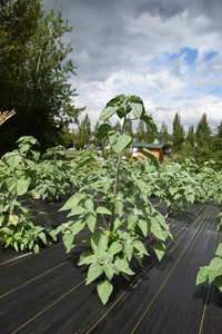 plantside