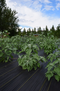 plantside