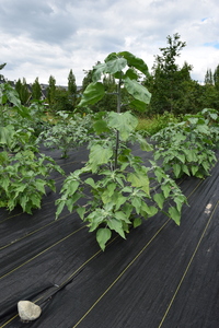 plantside