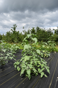 plantside