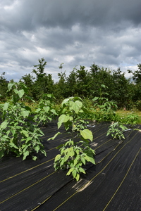 plantside