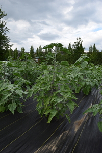 plantside