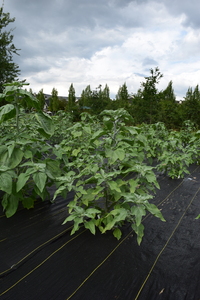 plantside