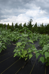 plantside
