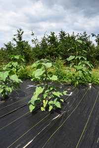 plantside