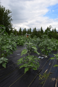 plantside