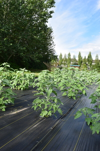 plantside