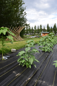 plantside