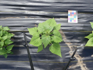 planttop