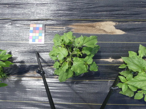 planttop