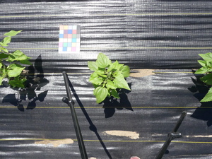 planttop