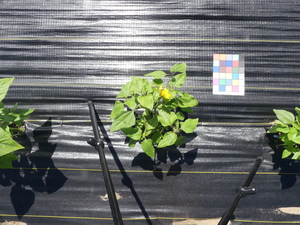 planttop