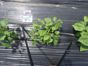 planttop