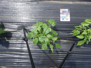 planttop
