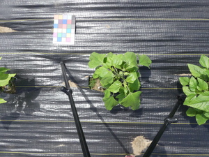planttop