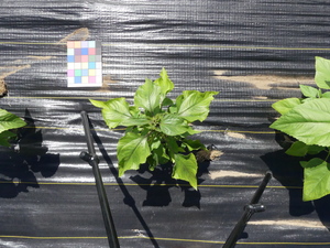 planttop