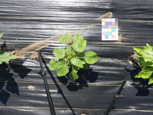 planttop