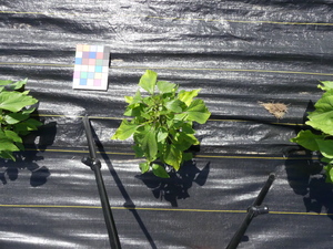 planttop