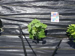 planttop