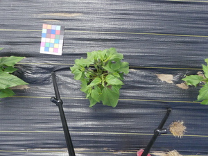 planttop