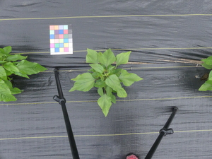 planttop