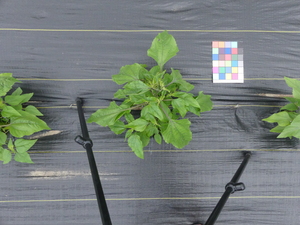 planttop