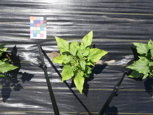 planttop