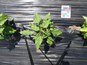 planttop