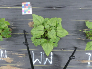 planttop