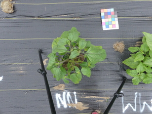 planttop
