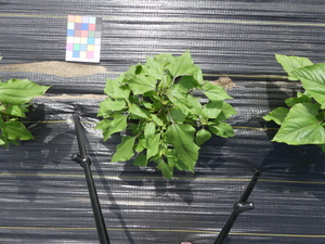 planttop