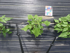 planttop