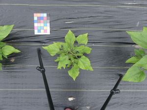 planttop