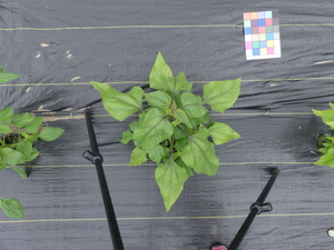 planttop