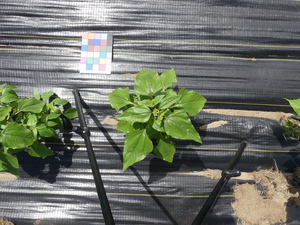planttop