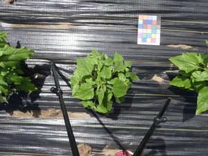 planttop