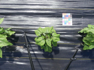 planttop