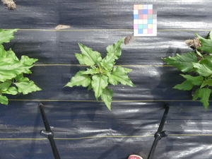planttop