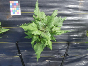 planttop