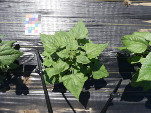 planttop