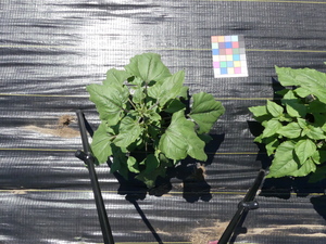 planttop