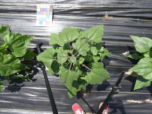 planttop