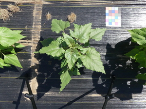 planttop