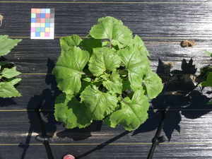 planttop