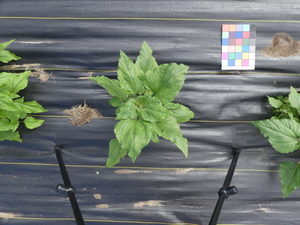 planttop