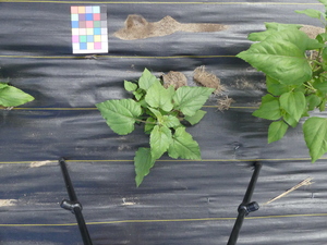 planttop